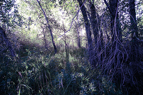 Sunlight Bursts Through Shaded Forest Trees (Blue Tint Photo)