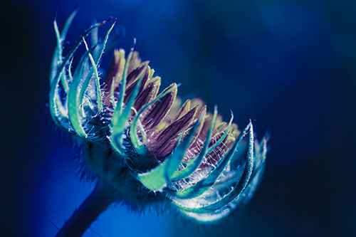 Sunlight Enters Spiky Unfurling Sunflower Bud (Blue Tint Photo)