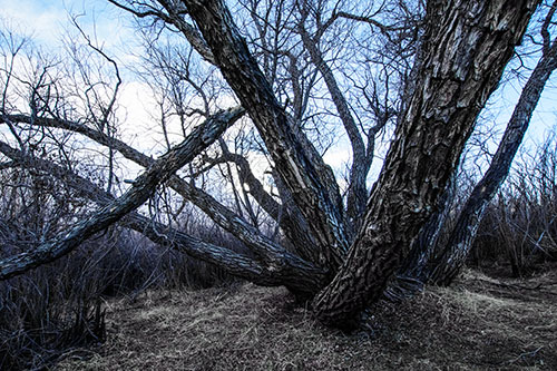 Sunlight Peeking Through Twisting Tree Trunks (Blue Tint)