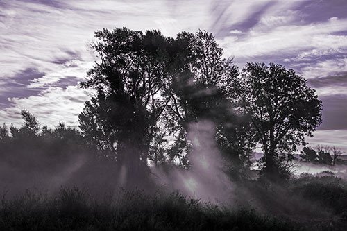 Sunlight Rays Burst Through Fog Surrounded Trees (Blue Tint Photo)