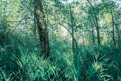 Sunrise Casts Forest Tree Shadows (Blue Tint Photo)