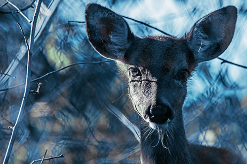 Sunrise Illuminates White Tailed Deer Among Tree Shadows (Blue Tint)