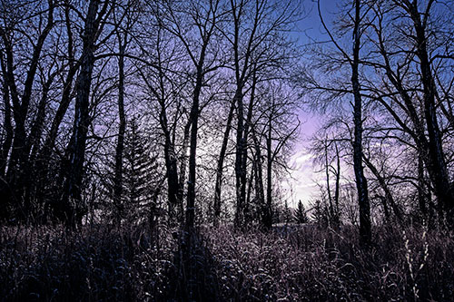Sunrise Through Snow Covered Trees (Blue Tint Photo)