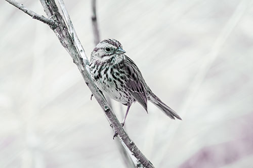 Surfing Song Sparrow Rides Tree Branch (Blue Tint Photo)