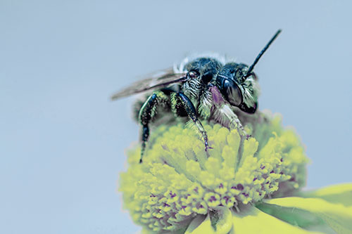 Sweat Bee Collecting Pollen Off Sneezeweed Flower (Blue Tint)