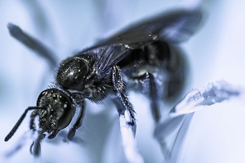 Sweat Bee Enjoying Primrose Flower Pollen (Blue Tint)