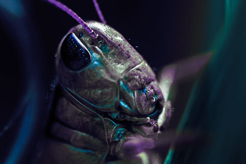 Sweaty Grasshopper Seeking Shade (Blue Tint Photo)