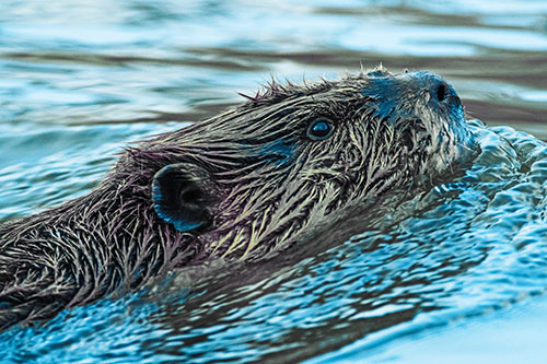 Swimming Beaver Keeping Head Above Water (Blue Tint Photo)