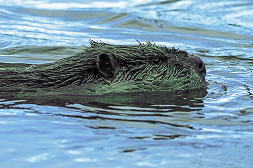 Swimming Beaver Patrols River Surroundings (Blue Tint Photo)