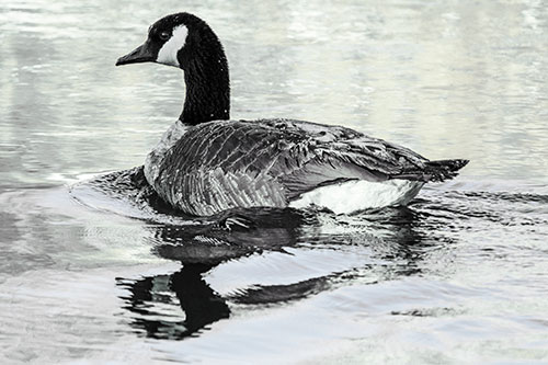 Swimming Goose Ripples Through Water (Blue Tint)
