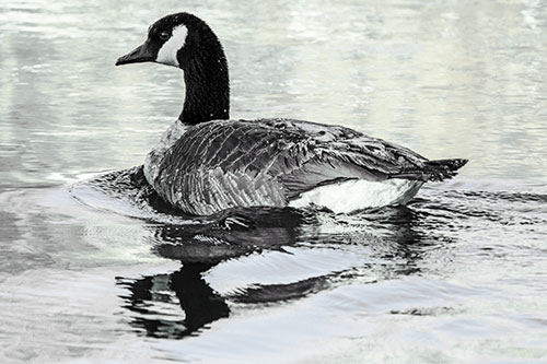Swimming Goose Ripples Through Water (Blue Tint Photo)