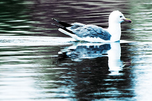 Swimming Seagull Lake Water Reflection (Blue Tint Photo)
