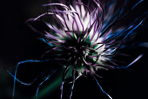 Swirling Pasque Flower Seed Head (Blue Tint Photo)