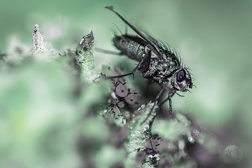 Tachinid Fly Terrorizing Aphids Among Milkweed Pod (Blue Tint)