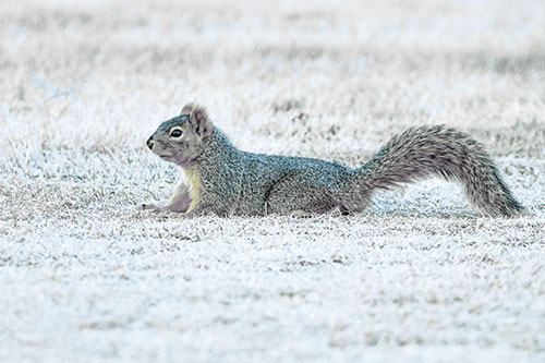 Tail Wagging Squirrel Sitting Among Dead Grass (Blue Tint)