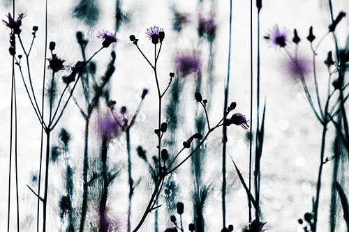 Tall Towering Stemmed Dandelion Flowers (Blue Tint Photo)
