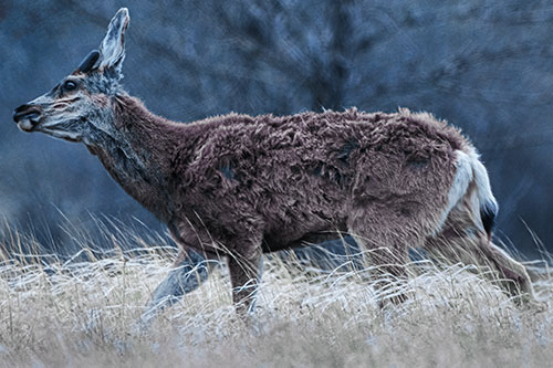 Tense Faced Mule Deer Wanders Among Blowing Grass (Blue Tint Photo)