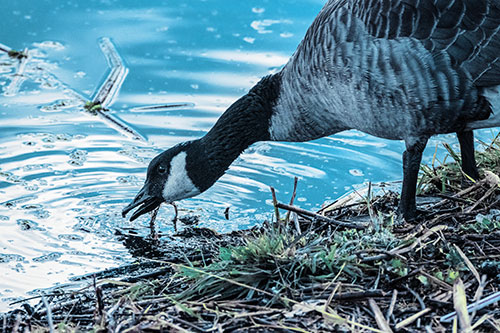 Thirsty Canadian Goose Drinking Water Along Shore (Blue Tint)