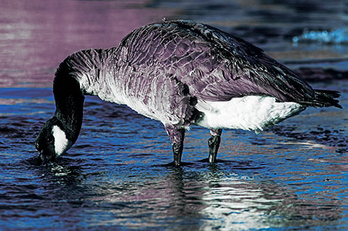 Thirsty Goose Drinking Ice River Water (Blue Tint Photo)