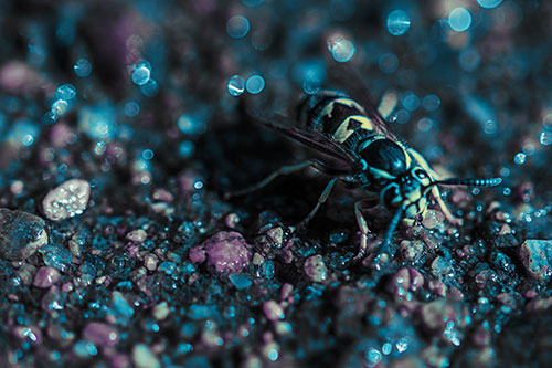 Thirsty Yellowjacket Wasp Among Soaked Sparkling Rocks (Blue Tint Photo)