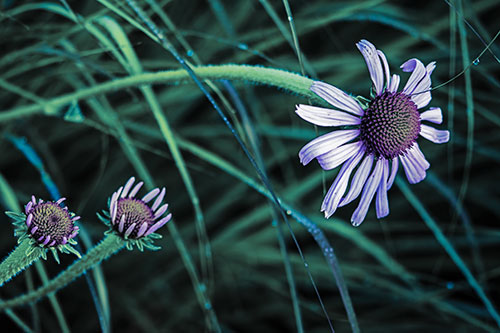 Three Blossoming Coneflowers Among Light Dewy Grass (Blue Tint Photo)