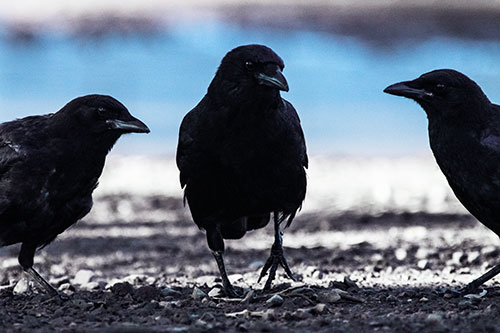 Three Crows Plotting Their Next Move (Blue Tint Photo)