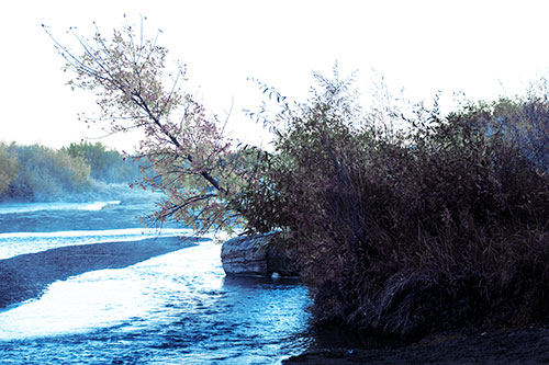 Tilted Fall Tree Over Flowing River (Blue Tint Photo)