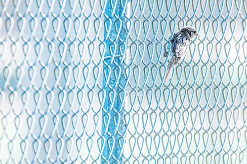 Tiny Cassins Finch Bird Clasping Chain Link Fence (Blue Tint Photo)