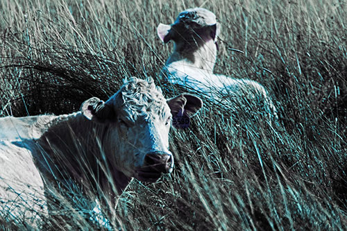 Tired Cows Lying Down Among Grass (Blue Tint Photo)