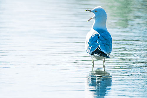 Tired Seagull Yawning Among Shallow Water (Blue Tint)