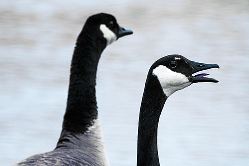 Tongue Screaming Canadian Goose Honking Towards Intruders (Blue Tint Photo)