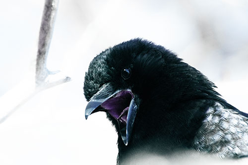Tongue Screaming Crow Among Light (Blue Tint Photo)