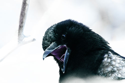Tongue Screaming Crow Among Light (Blue Tint)