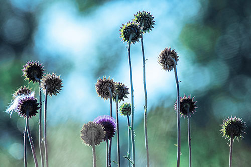 Towering Nodding Thistle Flowers From Behind (Blue Tint Photo)