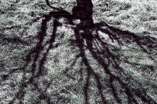 Tree Branch Shadows Creepy Crawling Over Dead Grass (Blue Tint Photo)