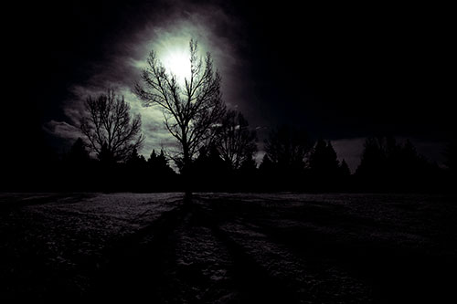 Tree Silhouette Holds Sun Among Darkness (Blue Tint Photo)