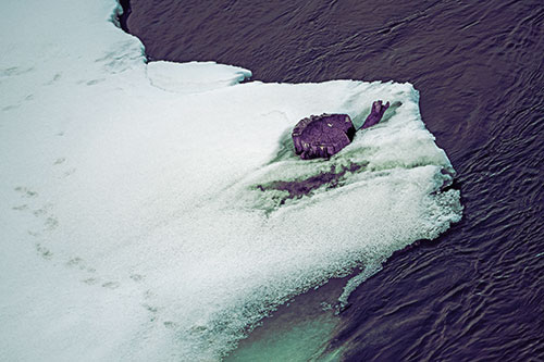 Tree Stump Eyed Snow Face Creature Along River Shoreline (Blue Tint Photo)