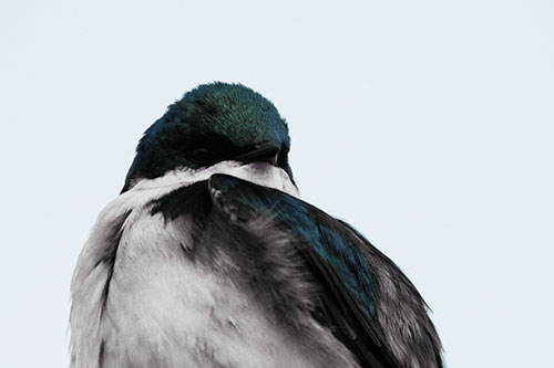 Tree Swallow Watching Surroundings (Blue Tint Photo)