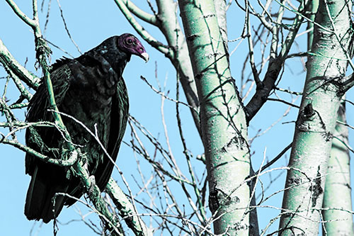 Turkey Vulture Perched Atop Tattered Tree Branch (Blue Tint Photo)