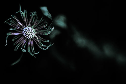 Twirling Aster Flower Among Darkness (Blue Tint Photo)