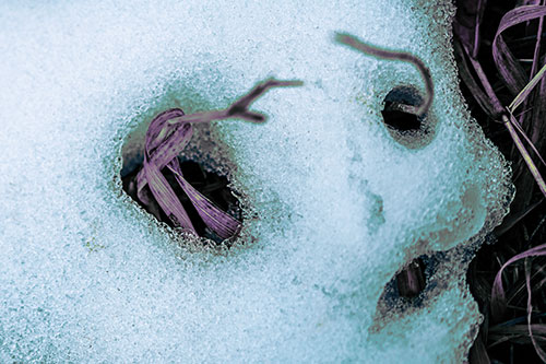 Twisting Grass Eyed Snow Face (Blue Tint)