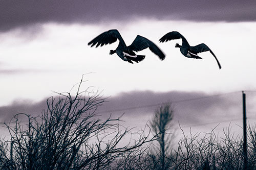 Two Canadian Geese Flying Over Trees (Blue Tint Photo)