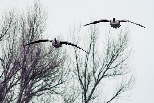 Two Canadian Geese Honking During Flight (Blue Tint Photo)