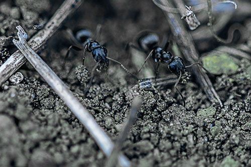 Two Carpenter Ants Working Hard Among Soil (Blue Tint Photo)