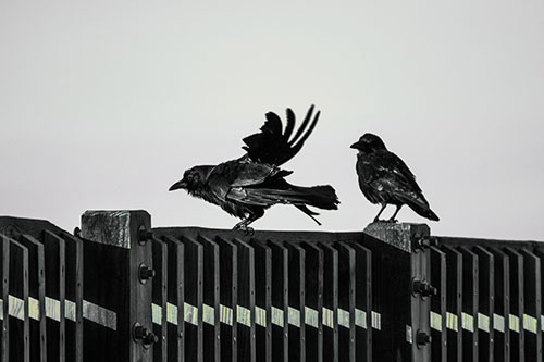 Two Crows Gather Along Wooden Fence (Blue Tint Photo)