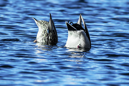 Two Ducks Upside Down In Lake (Blue Tint Photo)