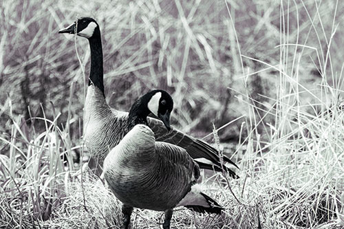 Two Geese Contemplating A Swim In Lake (Blue Tint Photo)