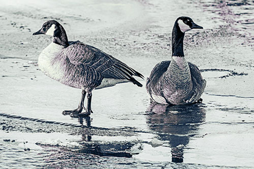 Two Geese Embrace Sunrise Atop Ice Frozen River (Blue Tint Photo)