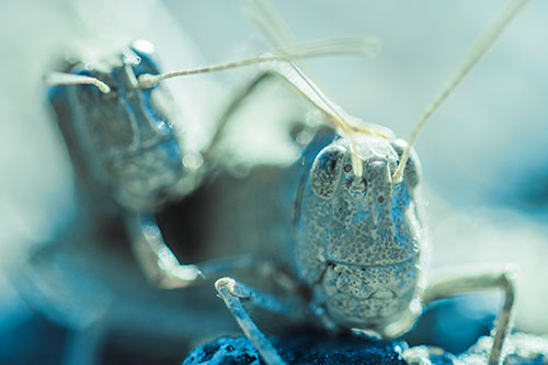 Two Grasshopper Buddies Smiling Among Sunlight (Blue Tint Photo)