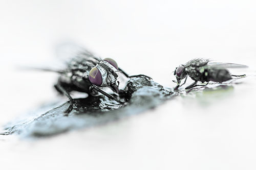 Two Hungry Cluster Flies Feasting Together (Blue Tint)